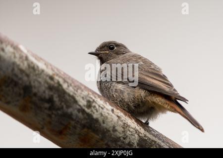 Phoenicurus ochruros, un petit oiseau passereau perché sur un tuyau de fer rouillé, à l'extérieur. Banque D'Images