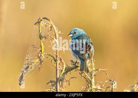 Un joli Lazuli Bunting bleu est perché sur une plante tôt le matin près de Liberty Lake, Washington. Banque D'Images