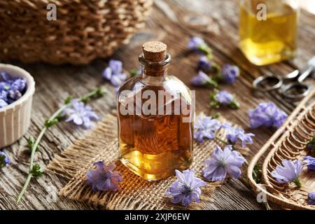 Une bouteille en verre transparent de teinture à base de plantes avec des fleurs de chicorée sauvage fraîche Banque D'Images