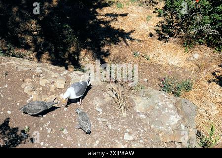 Goéland occidental (Larus occidentalis) nourrissant des poussins mouchetés gris sur le sol de l'île d'Alcatraz dans la baie de San Francisco, en Californie. Banque D'Images