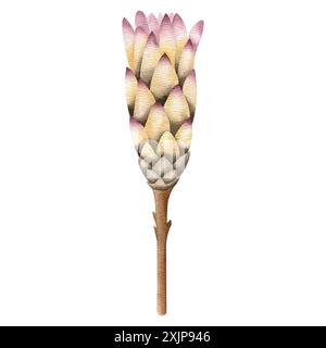 Illustration aquarelle de fleur de Protea sèche dans le style boho isolé sur fond blanc. Clipart floral séché dessiné à la main pour cartes de voeux et mariage i Banque D'Images