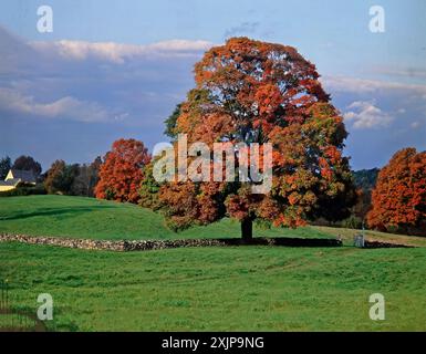 Un grand érable rouge avec un feuillage d'automne vibrant se dresse dans un champ herbeux par une journée ensoleillée. D'autres arbres en arrière-plan affichent également des couleurs d'automne, wh Banque D'Images