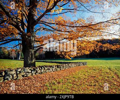 Scène d'automne avec un grand arbre aux feuilles jaunes et oranges vibrantes se dresse devant un mur de pierre. Les branches de l'arbre s'étendent sur le mur, creati Banque D'Images
