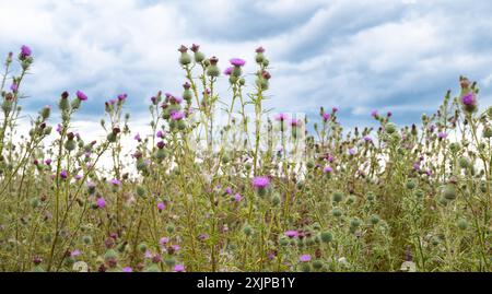 Les chardons violets sauvages fleurissent en été, les prairies de chardon Marie fleurissent, Silybum marianum Banque D'Images