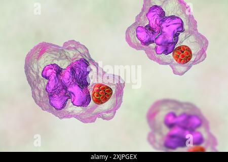 Illustration de la bactérie Ehrlichia morula dans les macrophages, associée à l'ehrlichiose, une maladie infectieuse transmise par les tiques. Banque D'Images