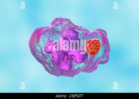 Illustration de la bactérie Ehrlichia morula dans les macrophages, associée à l'ehrlichiose, une maladie infectieuse transmise par les tiques. Banque D'Images