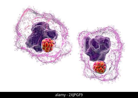 Illustration de la bactérie Ehrlichia morula dans les macrophages, associée à l'ehrlichiose, une maladie infectieuse transmise par les tiques. Banque D'Images