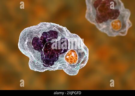 Illustration de la bactérie Ehrlichia morula dans les macrophages, associée à l'ehrlichiose, une maladie infectieuse transmise par les tiques. Banque D'Images