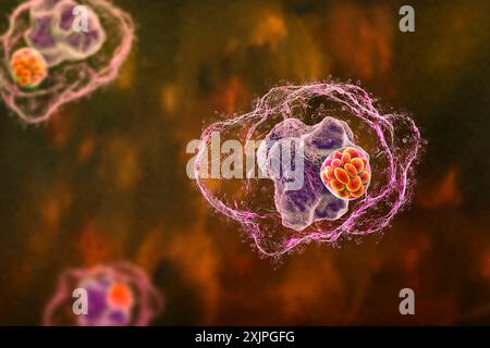 Illustration de la bactérie Ehrlichia morula dans les macrophages, associée à l'ehrlichiose, une maladie infectieuse transmise par les tiques. Banque D'Images