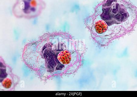 Illustration de la bactérie Ehrlichia morula dans les macrophages, associée à l'ehrlichiose, une maladie infectieuse transmise par les tiques. Banque D'Images