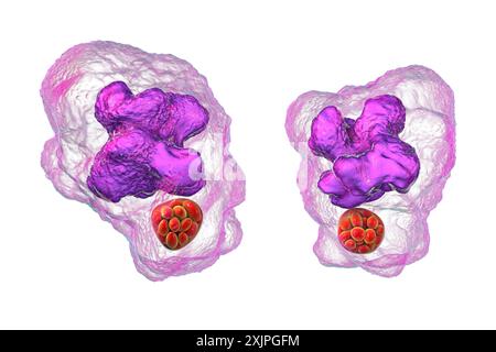 Illustration de la bactérie Ehrlichia morula dans les macrophages, associée à l'ehrlichiose, une maladie infectieuse transmise par les tiques. Banque D'Images