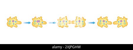 Fission binaire d'amibe, illustration. Banque D'Images