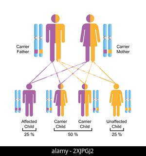 Héritage autosomique récessif, illustration. Banque D'Images