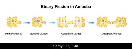 Fission binaire d'amibe, illustration. Banque D'Images