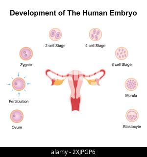 Développement embryonnaire, illustration. Banque D'Images
