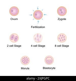Développement embryonnaire, illustration. Banque D'Images