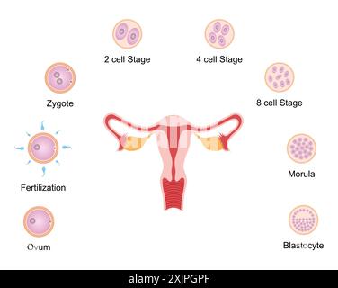 Développement embryonnaire, illustration. Banque D'Images
