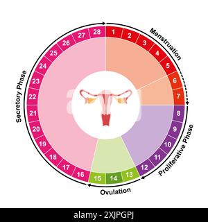 Cycle menstruel, illustration. Banque D'Images