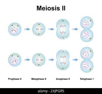 Phases de méiose, illustration. Banque D'Images