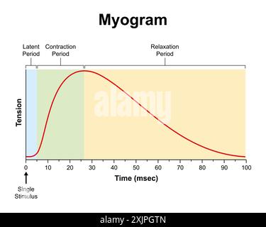 Myogram, illustration. Banque D'Images