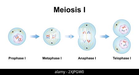 Phases de méiose, illustration. Banque D'Images