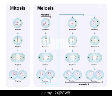 Phases de la méiose et de la mitose, illustration. Banque D'Images