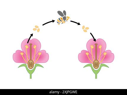 Mécanisme de pollinisation, illustration. Banque D'Images