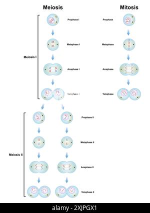 Phases de la méiose et de la mitose, illustration. Banque D'Images