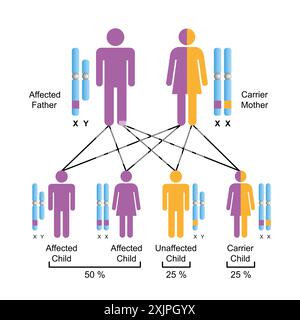 Héritage récessif lié à X, illustration. Banque D'Images