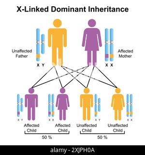 Héritage dominant lié à X, illustration. Banque D'Images