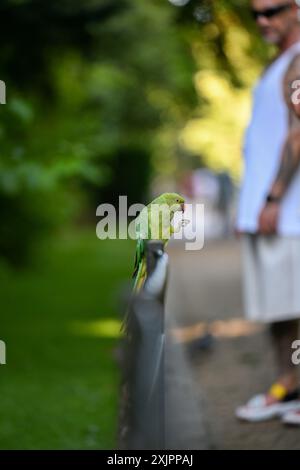 Londres, Royaume-Uni, 19 juillet 2024, il a provisoirement été la journée la plus chaude de l'année à St James Park, Londres. Avec une température de 31.9c. Photos prises à Hyde Park de personnes profitant du soleil, qui peut ne pas durer., Andrew Lalchan Photography/Alamy Live News Banque D'Images