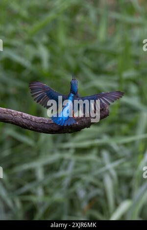 Un martin-pêcheur eurasien (Alcedo atthis) dans un parc de Kanagawa, au Japon. Dimanche 17 septembre 2023 Banque D'Images