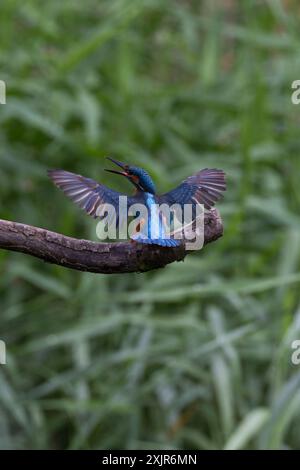 Un martin-pêcheur eurasien (Alcedo atthis) dans un parc de Kanagawa, au Japon. Dimanche 17 septembre 2023 Banque D'Images