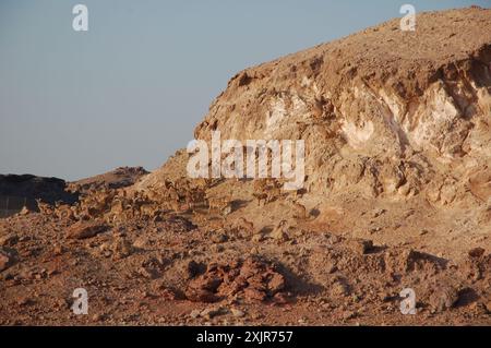 Camouflage. Les moutons de Barbarie (« chèvres de sable ») se fondent dans les environs du parc animalier Arabian Wildlife Park sur l'île Sir Bani Yas, Abu Dhabi, Émirats arabes Unis. Banque D'Images