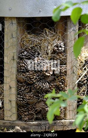 Petites pommes de pin séchées utilisées pour un hôtel d'insectes Banque D'Images