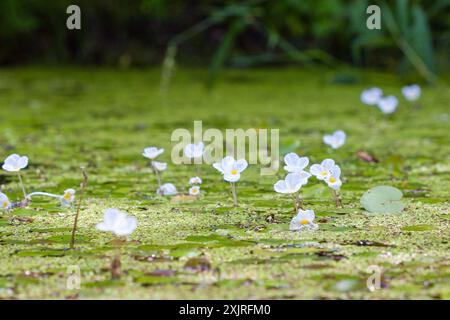 Végétation en floraison à la surface de l'étang de grenouille européenne (Hydrocharis morsus-ranae) Banque D'Images