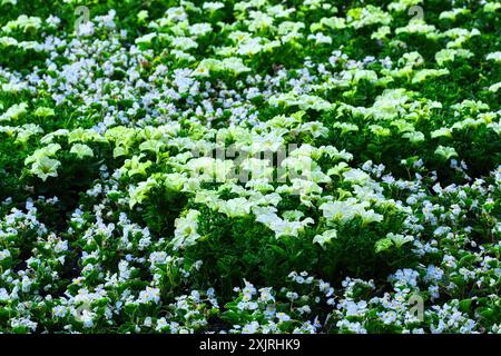 Un lit de jardin luxuriant rempli de fleurs blanches en fleurs et de feuillage vert, créant une scène vibrante et fraîche. Banque D'Images