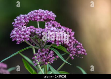 Fond de texture abstraite macro plein cadre de fleurs d'asclépiade rose (asclepias incarnata) dans un jardin de papillons Banque D'Images