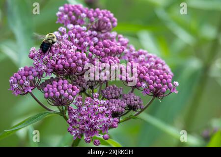 Fond de texture abstraite macro plein cadre de fleurs d'asclépiade rose (asclepias incarnata) dans un jardin de papillons Banque D'Images