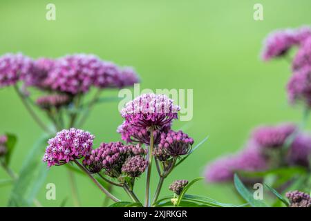 Fond de texture abstraite macro plein cadre de fleurs d'asclépiade rose (asclepias incarnata) dans un jardin de papillons Banque D'Images