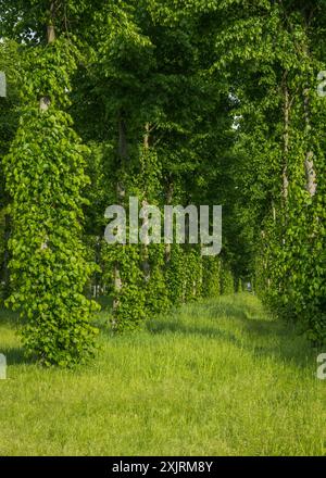 Dans le parc de la ville, des arbres verts sont plantés en rangée. Même des rangées, une haie d'arbres Banque D'Images