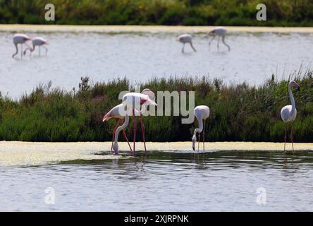 groupe de flamants roses debout sur une jambe dans l'eau peu profonde d'un lac pendant l'été Banque D'Images