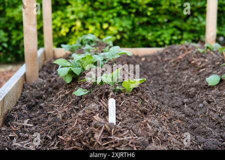 Plants de pomme de terre Charlotte poussant dans un lit de croissance surélevé terrassé dans un jardin de fruits et légumes, Royaume-Uni. Banque D'Images