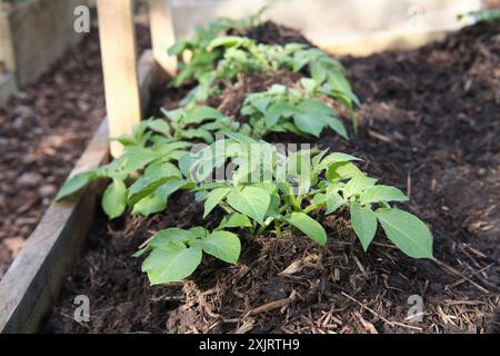 Plants de pomme de terre Charlotte poussant dans un lit de croissance surélevé terrassé dans un jardin de fruits et légumes, Royaume-Uni. Banque D'Images