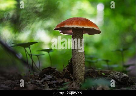 Champignon Leccinum Aurantiacum tige de Scaber à coiffe rouge. Leccinum Aurantiacum pousse en forêt. Détente, nature, randonnée, marche, manger, nourriture, cueillette Banque D'Images