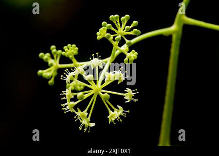 (Aralia bicrenata) Plantae Banque D'Images