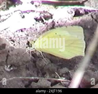 Jaune mexicain (Abaeis mexicana) insecte Banque D'Images