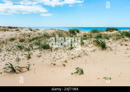Dunes et plage à Praia da Quinta do Lago, Portugal Banque D'Images