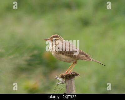 Afrique australe Pipit (Anthus cinnamomeus rufuloides) Aves Banque D'Images