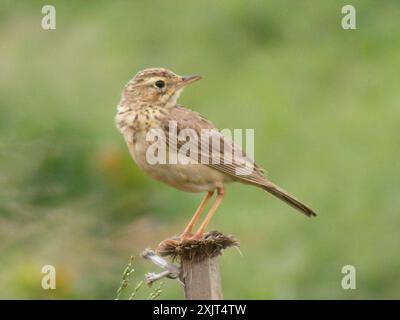 Afrique australe Pipit (Anthus cinnamomeus rufuloides) Aves Banque D'Images